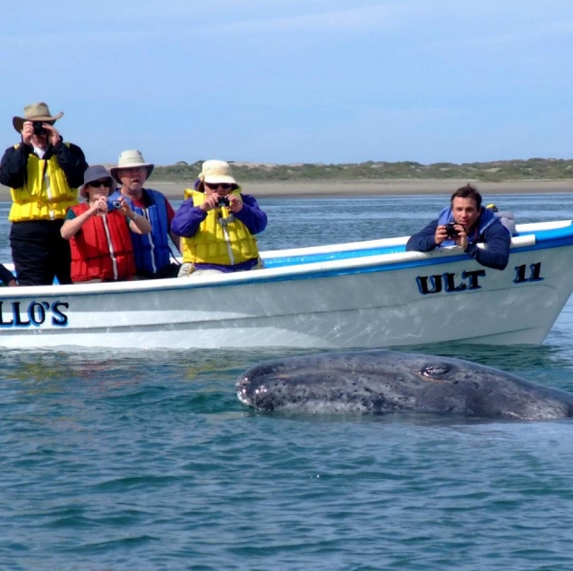 Visita guiada ballenas